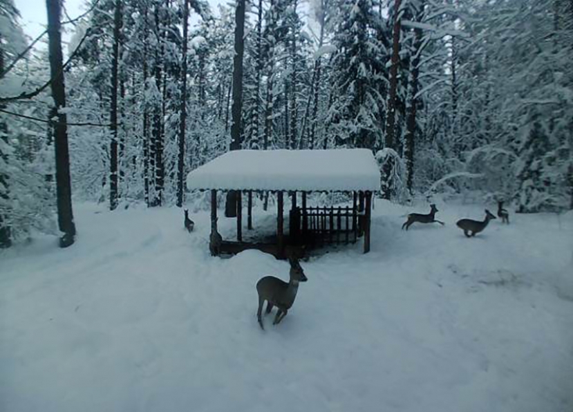 Шведский стол для зверей: как переживают эту зиму лесные обитатели в Лидском районе?