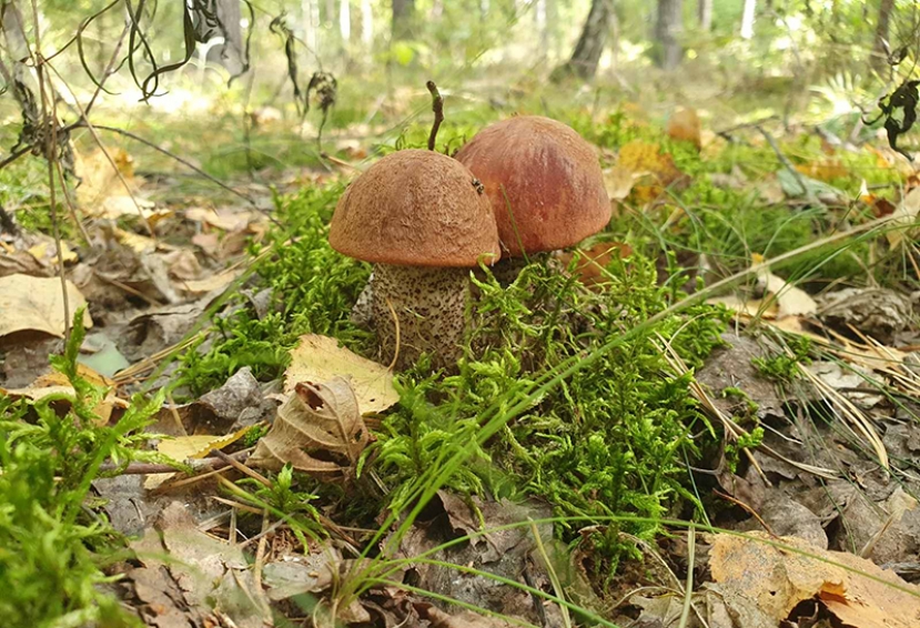 Погода на ближайшие дни