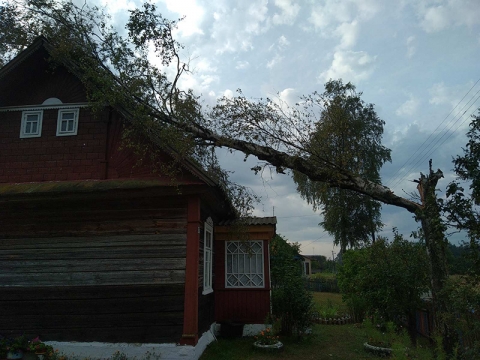 Сильный ветер повалил несколько деревьев в Лидском районе