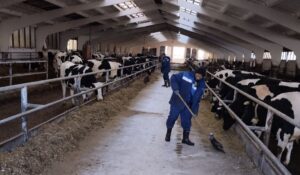 На фермах под Лидой работают трудовые мигранты из Эфиопии