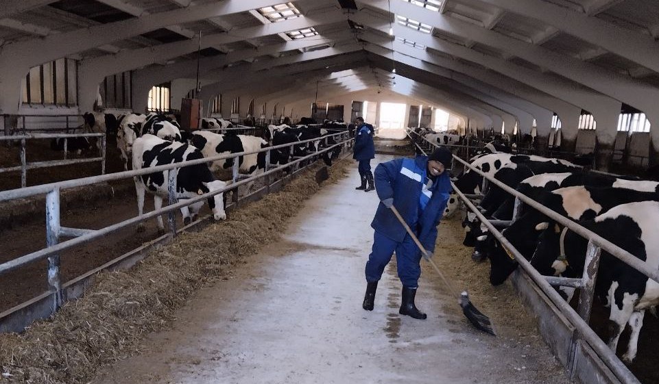 На фермах под Лидой работают трудовые мигранты из Эфиопии