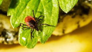 В Лидском районе уже проснулись клещи: где их уже заметили и куда обращаться для анализа крови?