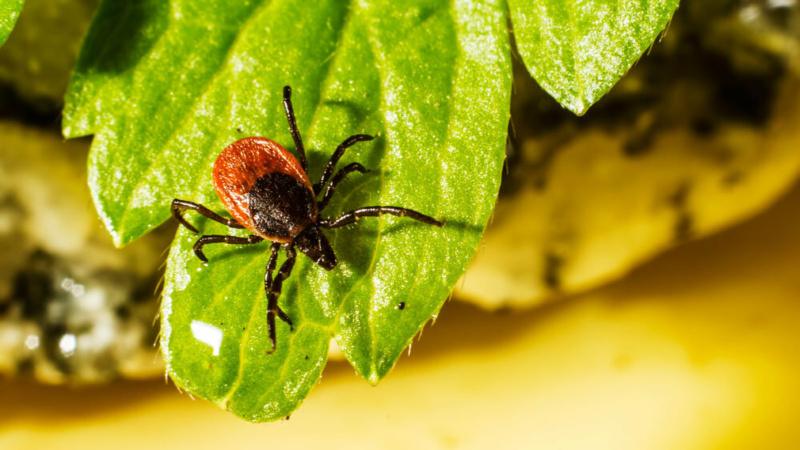 В Лидском районе уже проснулись клещи: где их уже заметили и куда обращаться для анализа крови?