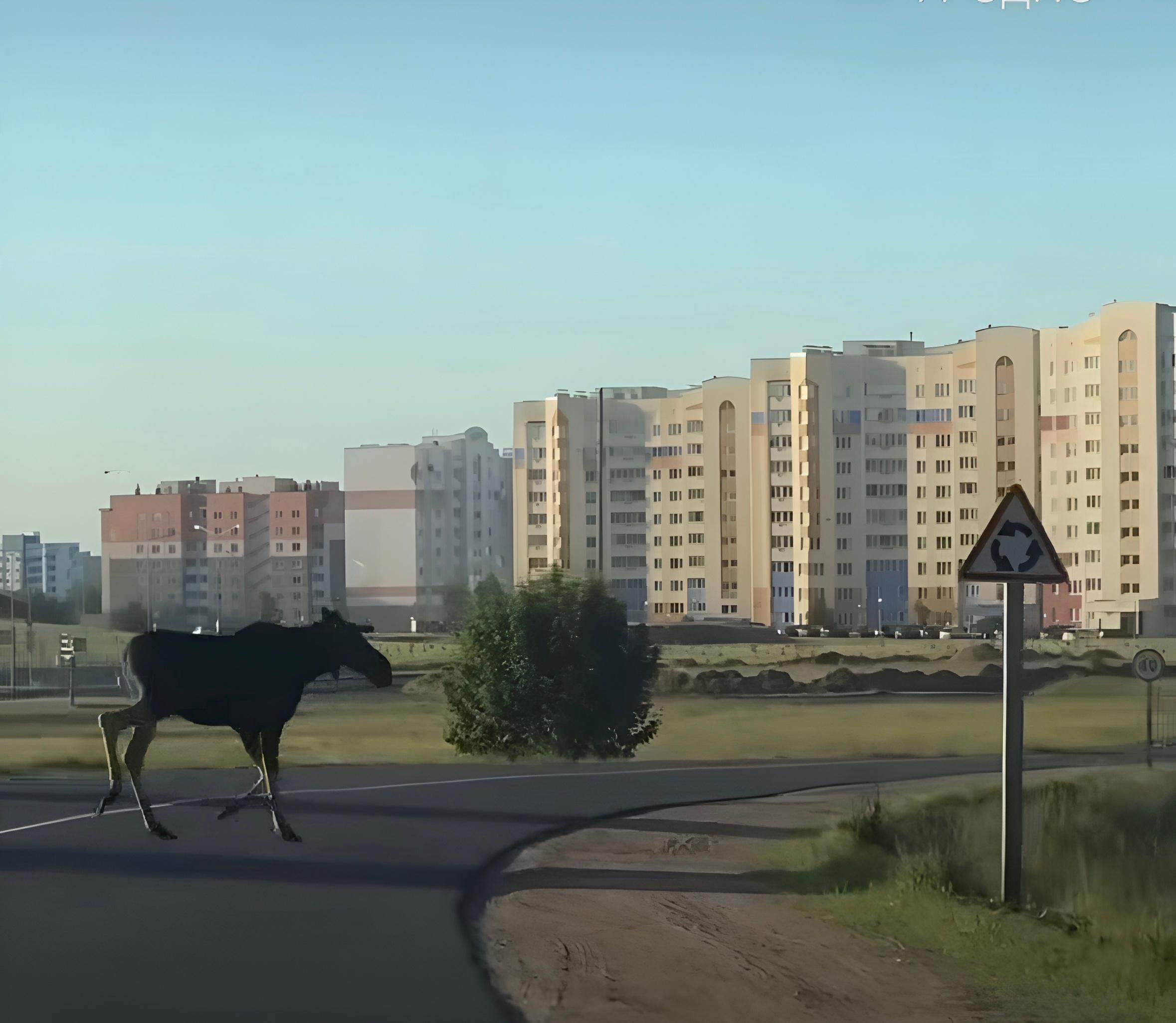 Неожиданная встреча: дикий лось – прямо в Лиде!